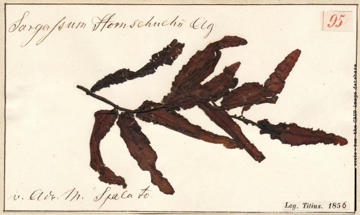 Sargassum hornschuchii_95.jpg